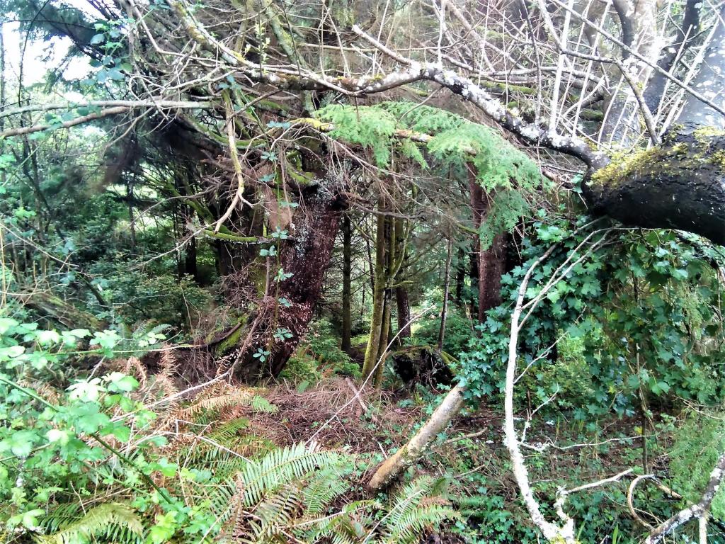 1540 SW Ocean, Waldport, OR 97394