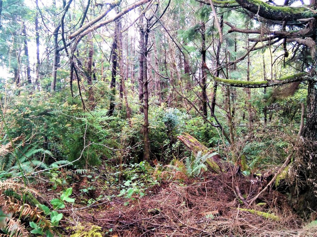 1540 SW Ocean, Waldport, OR 97394