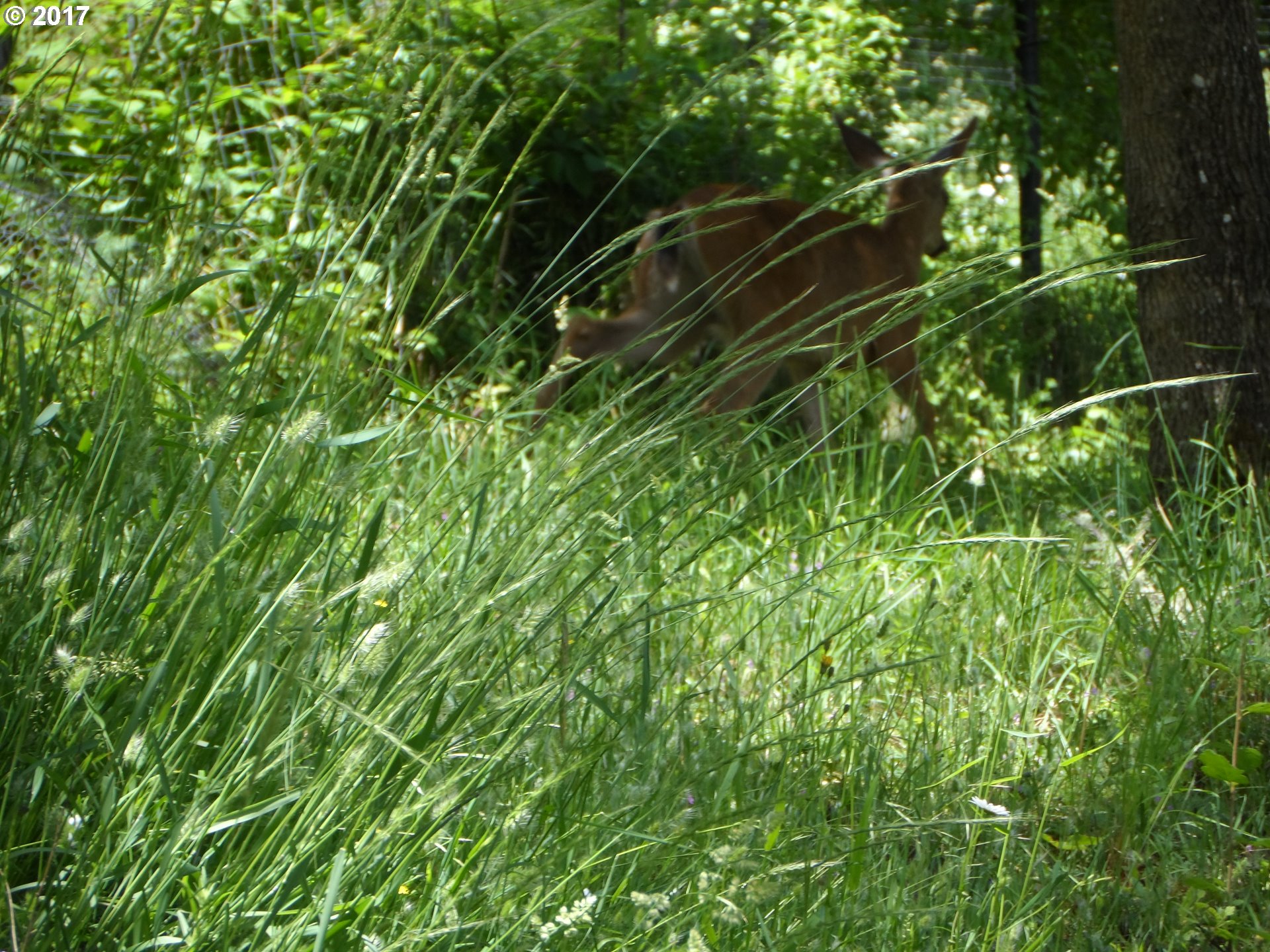 Deer Valley DR, Eugene, OR 97405