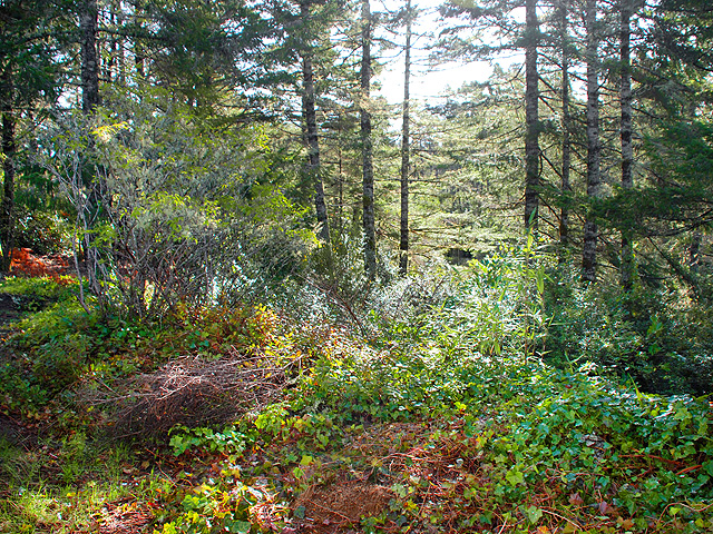 05452 Bouchet DriveFlorence, OR, 97439Lane County