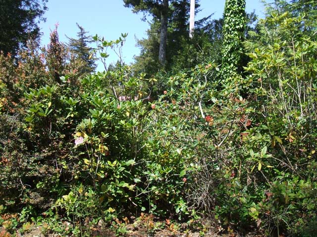 213 Bourbon Street, Florence, OR 97439