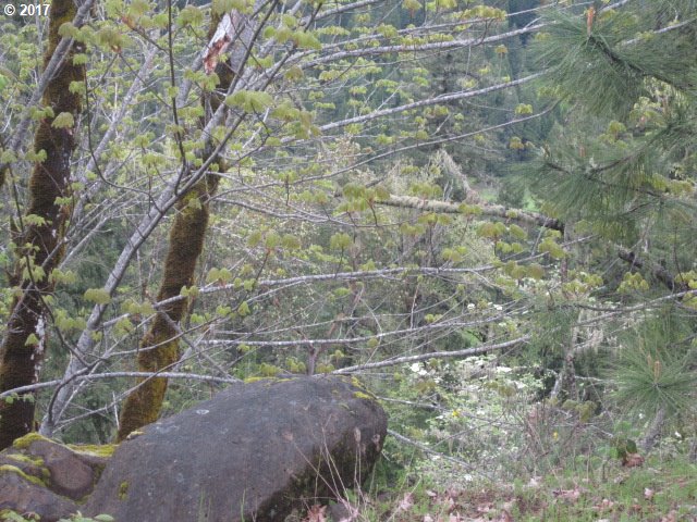 1655 LONE ROCK RD, Glide, OR 97443