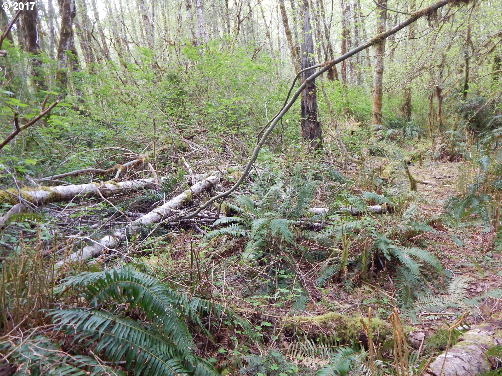 90600 INDIAN CREEK RD, Swisshome, OR 97480