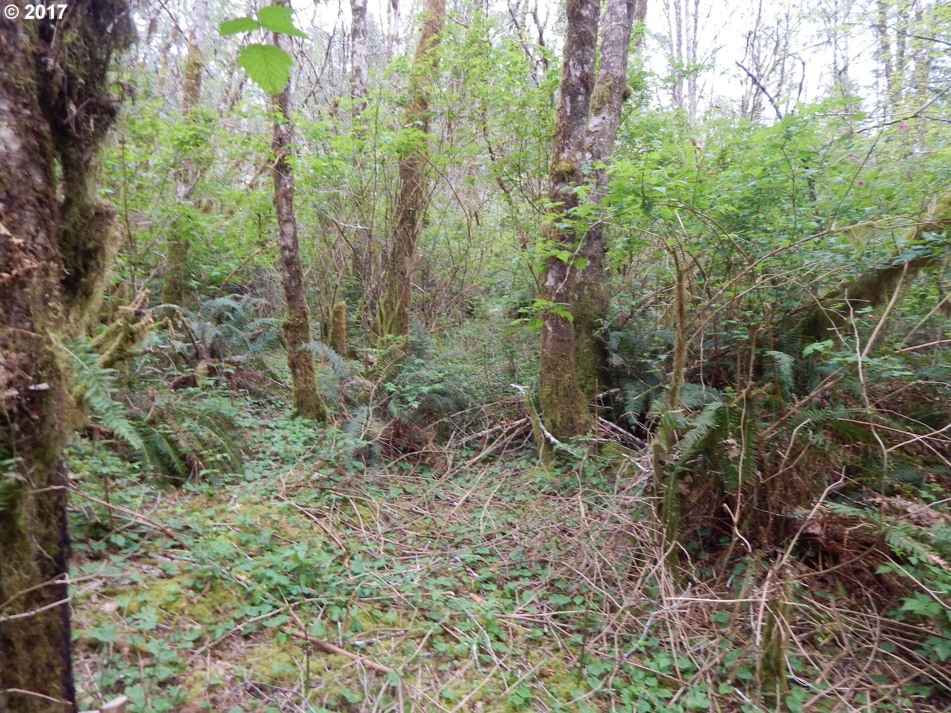 90600 INDIAN CREEK RD, Swisshome, OR 97480