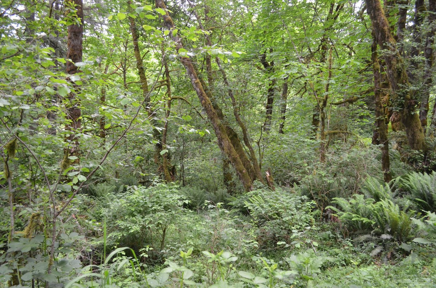 0-TL100Cascade View Drive, Vida, OR 97488