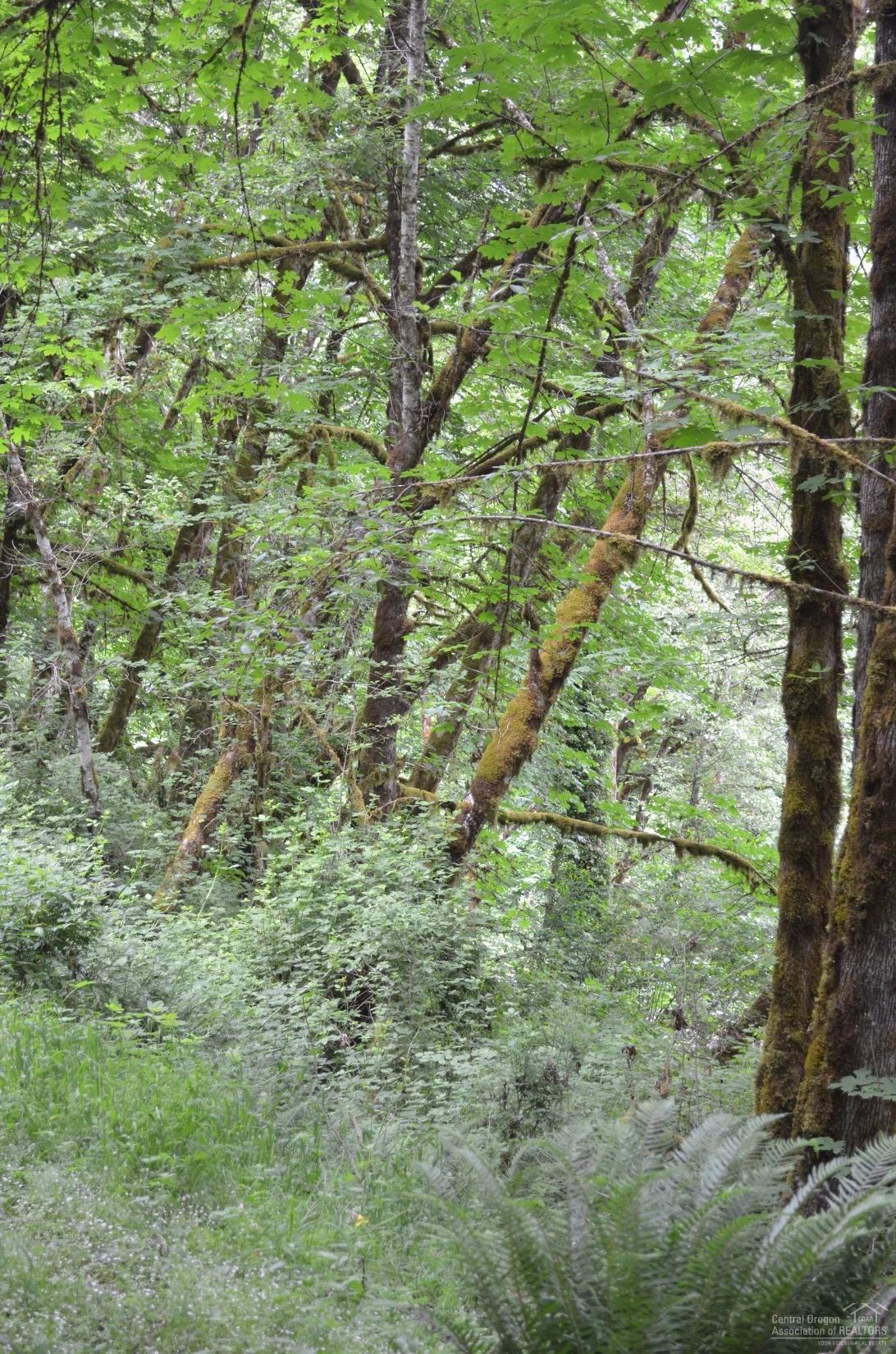 0-TL100Cascade View Drive, Vida, OR 97488