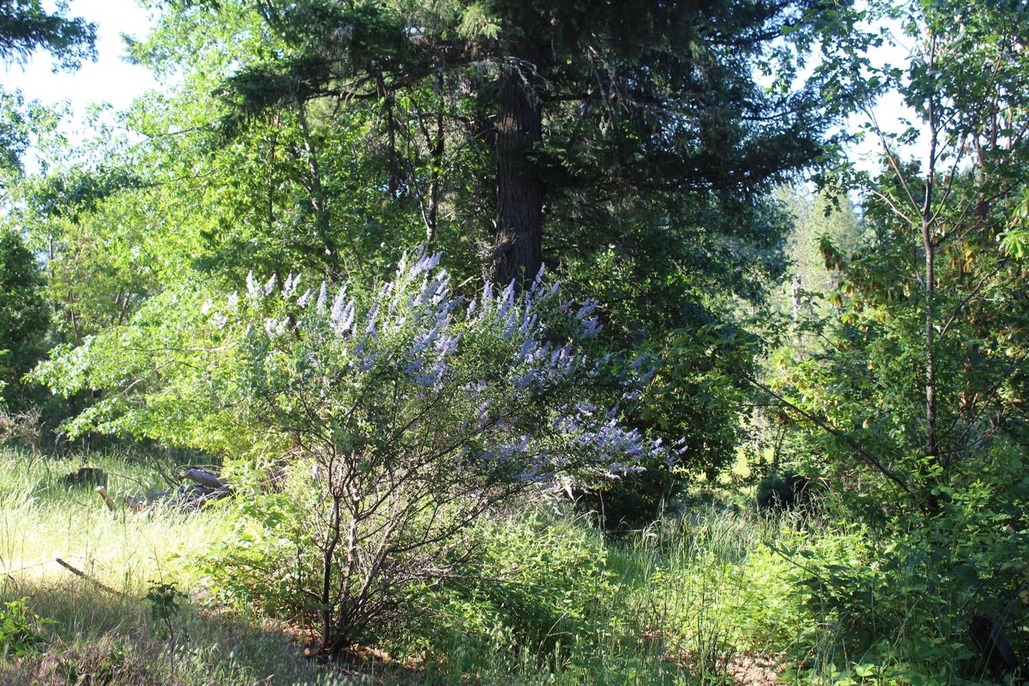 567 W River Street, Cave Junction, OR 97523