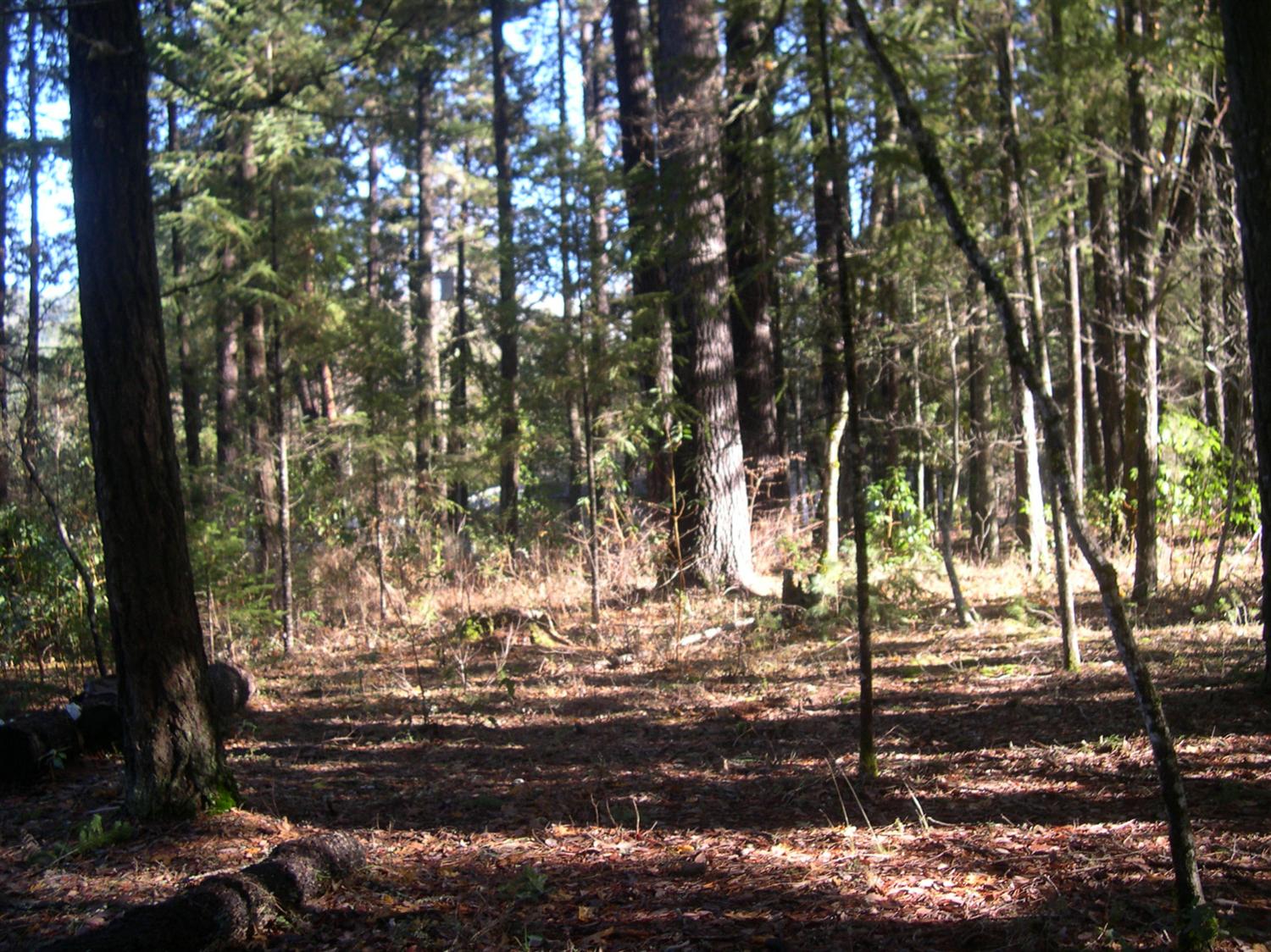 590 N Old Stage Road, Cave Junction, OR 97523