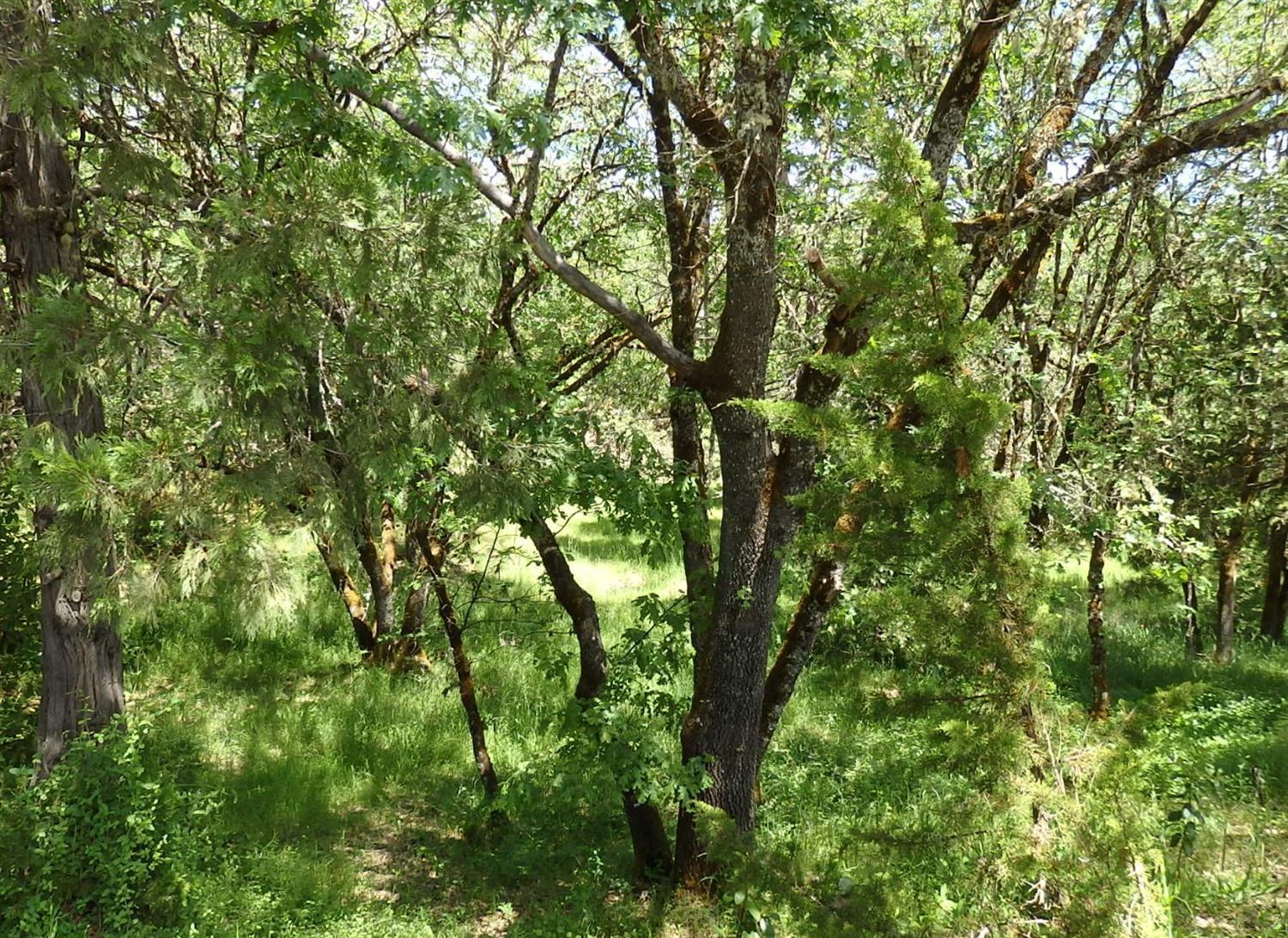 0-TL 3101 Larkin Road, Grants Pass, OR 97527