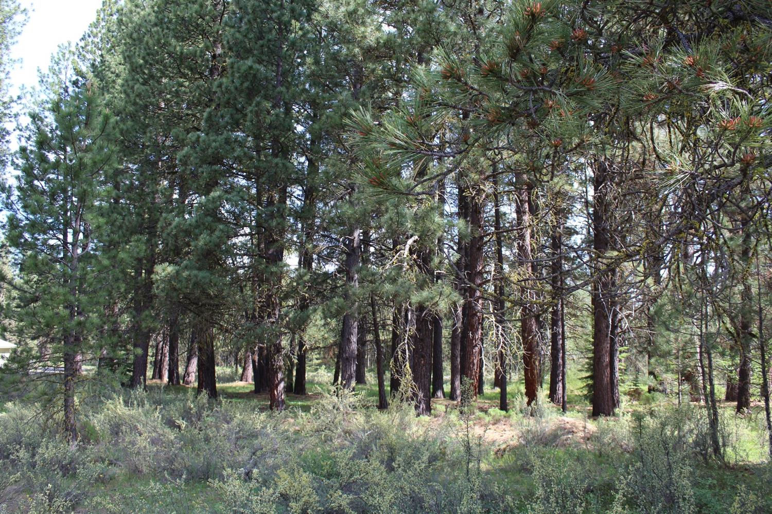 0 Harriette Drive, Klamath Falls, OR 97601
