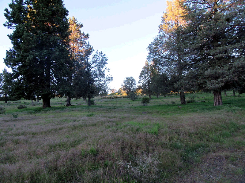 Lot 1003 Turnstone Drive, Klamath Falls, OR 97601