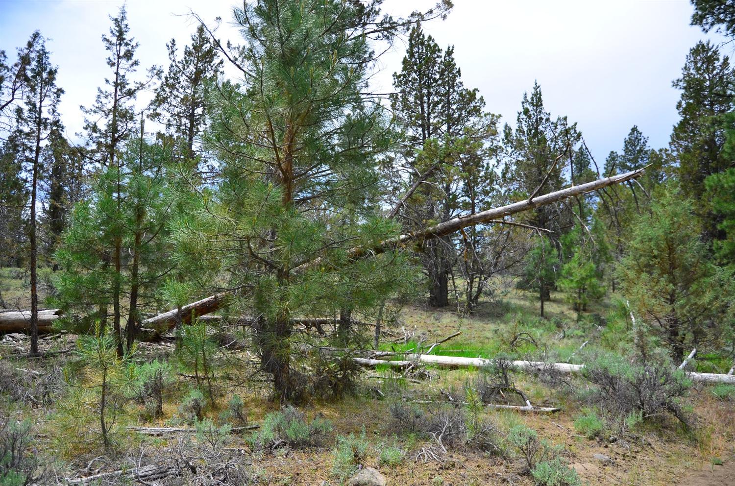 0 Fishhole Creek, Bly, OR 97622