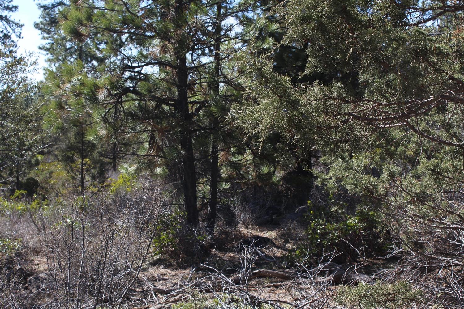 0 Bunting Lot 9 Drive, Bonanza, OR 97623