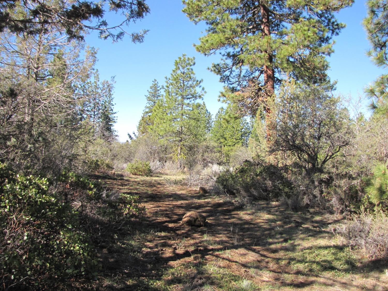 0 Lot 11 Bunting Drive, Bonanza, OR 97623