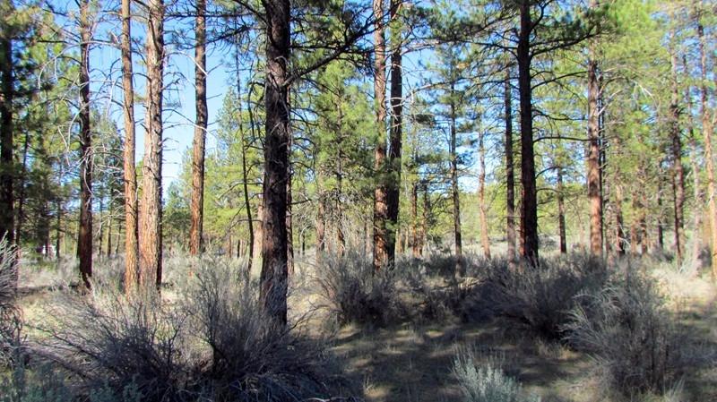 0 Lot 12 Buffleheaded, Bonanza, OR 97623