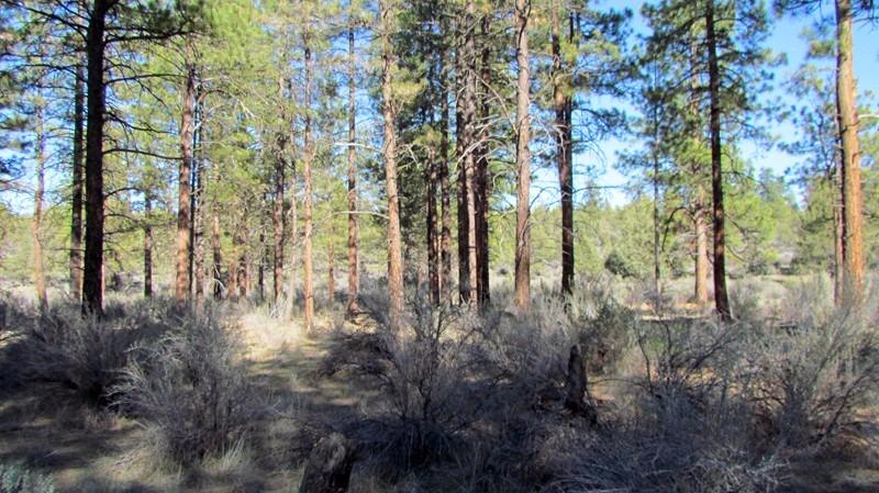 0 Lot 12 Buffleheaded, Bonanza, OR 97623