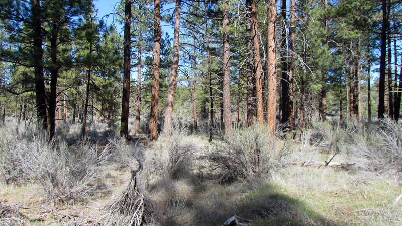 0 Lot 12 Buffleheaded, Bonanza, OR 97623