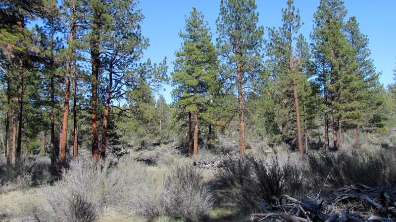 0 Lot 12 Buffleheaded, Bonanza, OR 97623