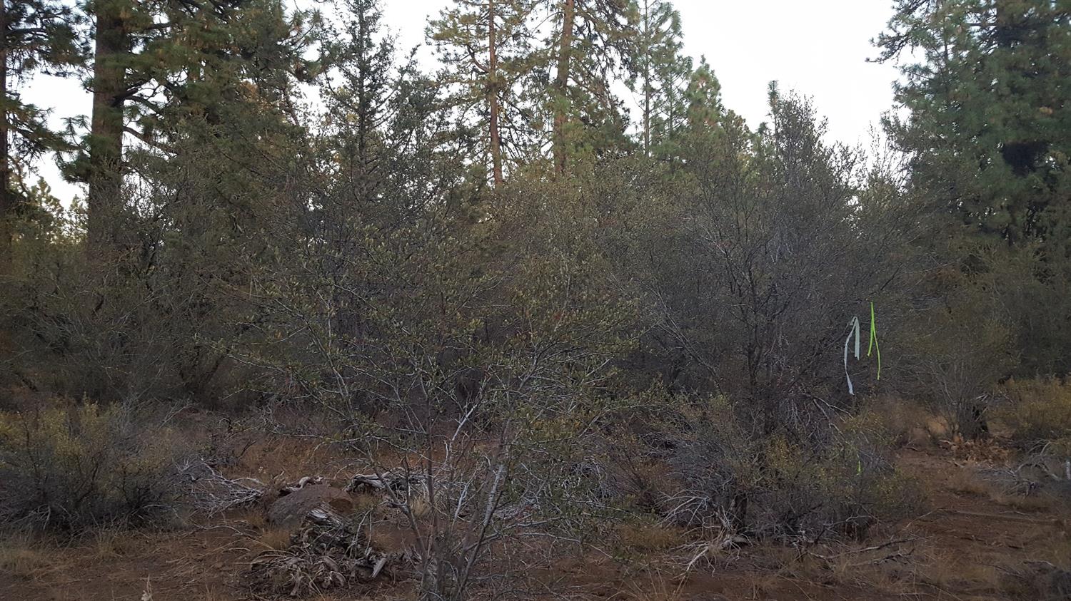 0 Chickadee Drive, Lots 2 &amp; 3, Bonanza, OR 97623