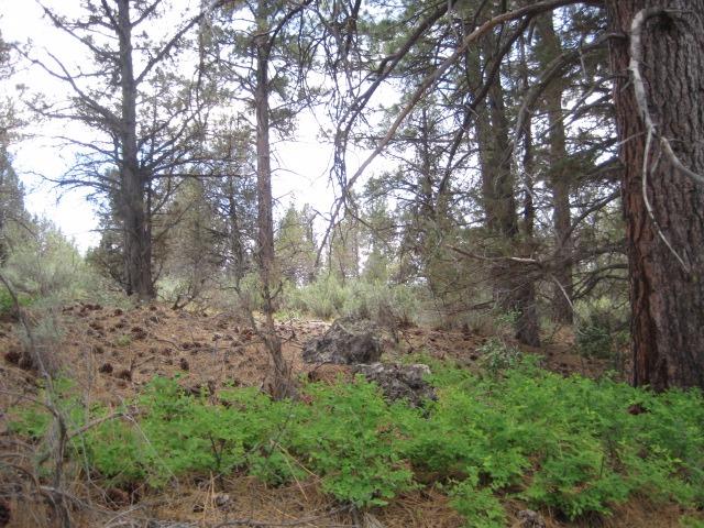 0 E Highway 140, Beatty, OR 97623