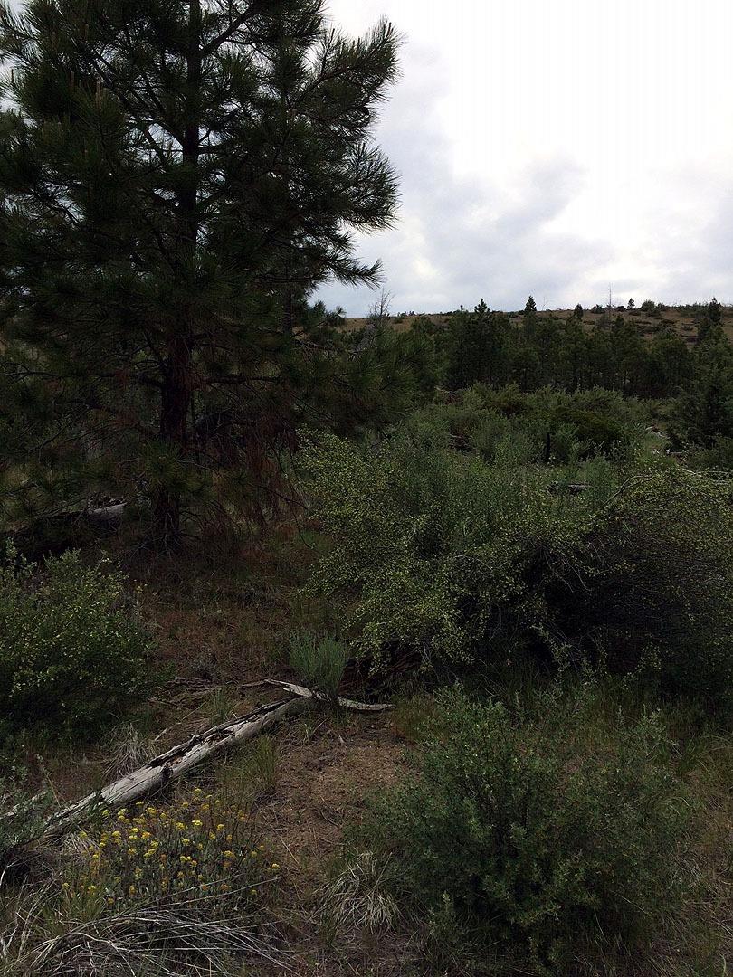 0-lOT 4 Timberline Drive, Sprague River, OR 97639
