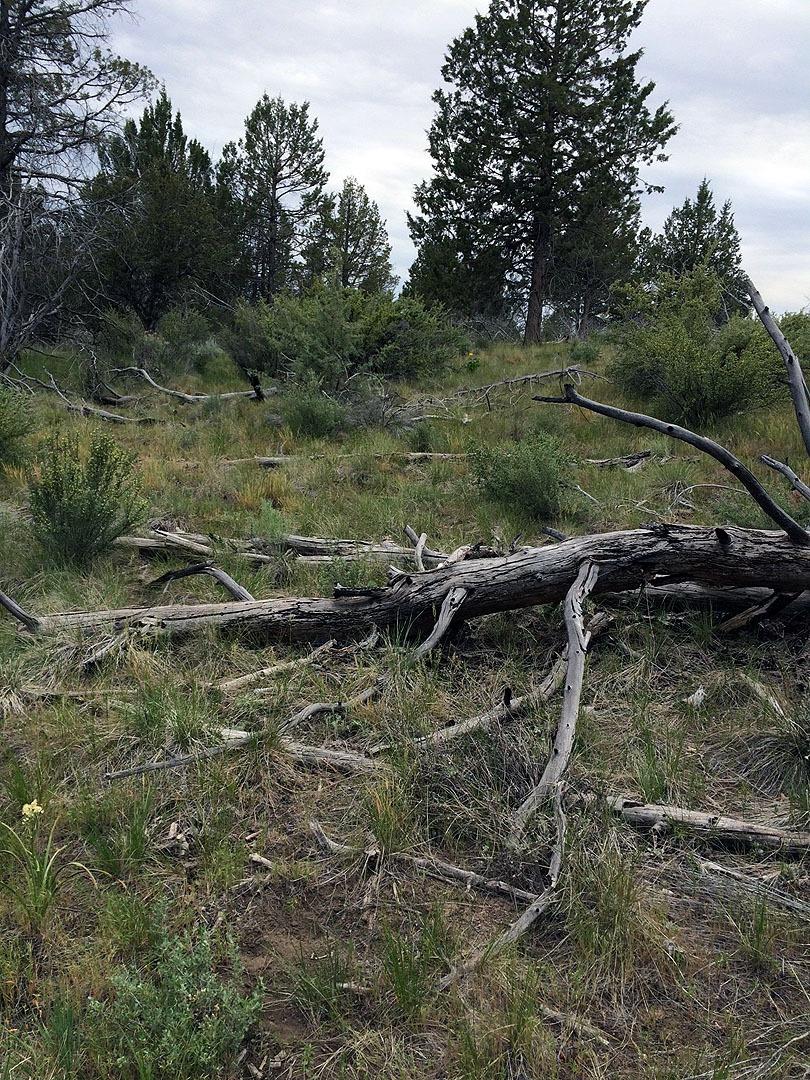 0-lOT 4 Timberline Drive, Sprague River, OR 97639
