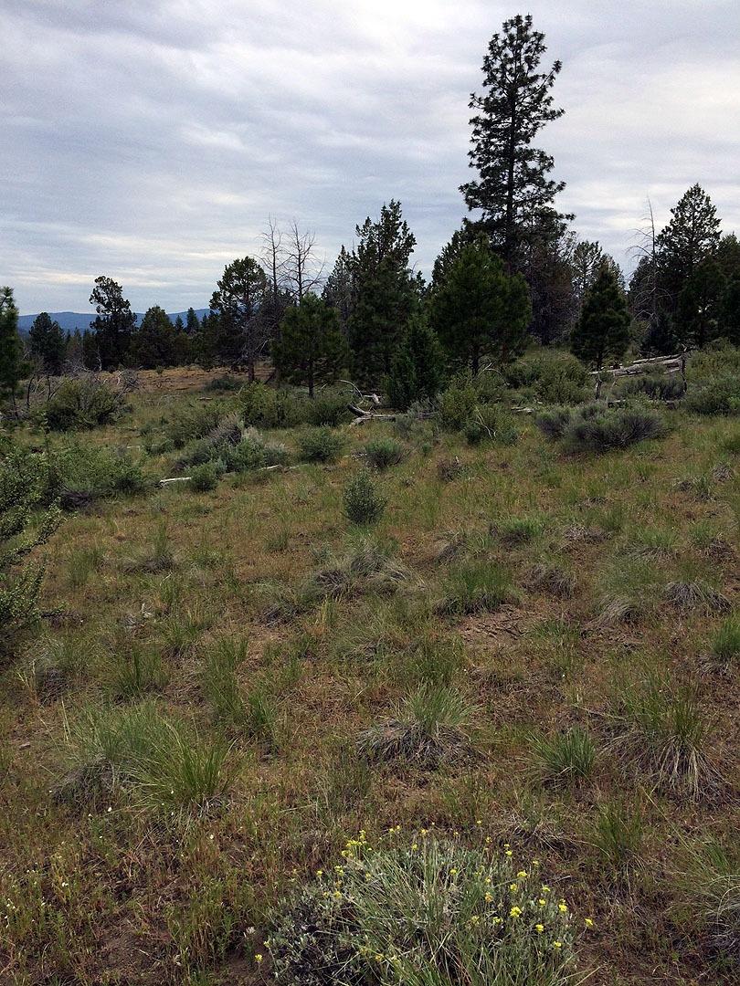 0-lOT 4 Timberline Drive, Sprague River, OR 97639