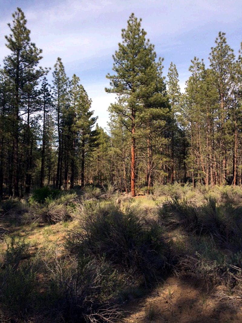 Sprague River, OR 97639