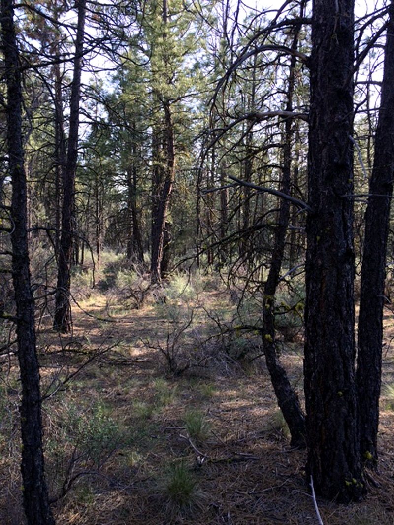 Sprague River, OR 97639