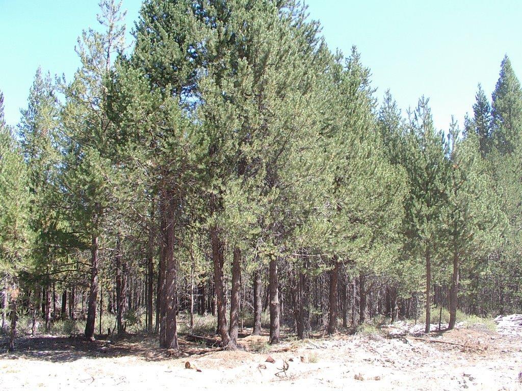 0Lot 300, Crescent, OR 97733