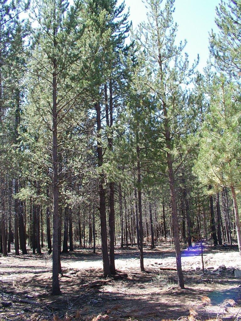 0Lot 300, Crescent, OR 97733