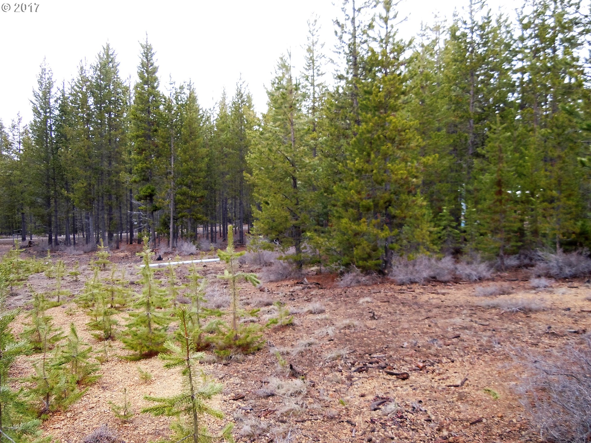Bunny Butte, Crescent Lake, OR 97733