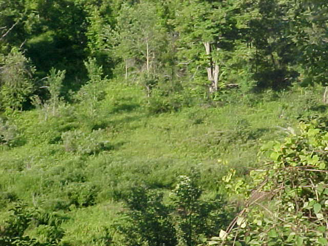 Wellsboro, PA 16901