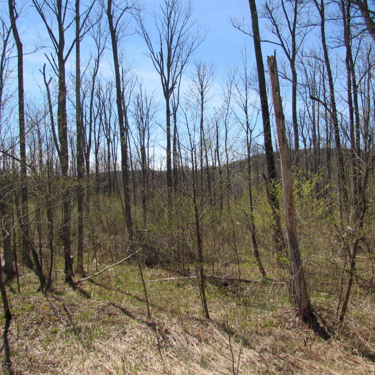 Fallsdale Rd, Tyler Hill, PA 18469