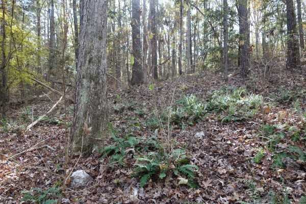1146 FRICK Road, Blythewood, SC 29016