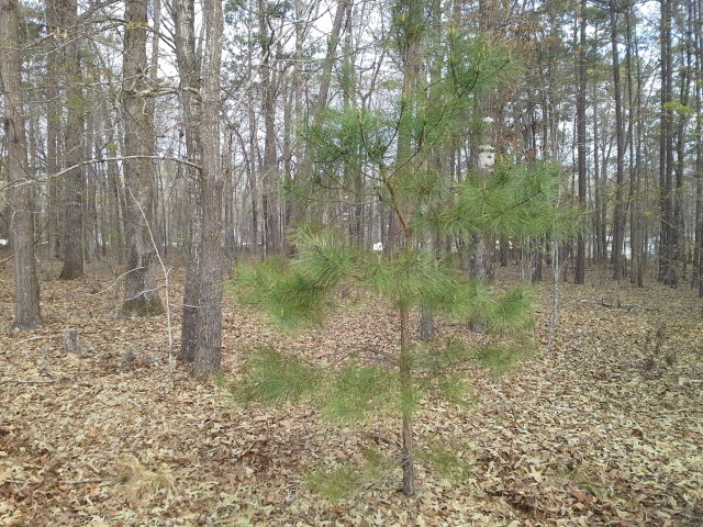 Lot 4 Lake Breeze, Elloree, SC 29047