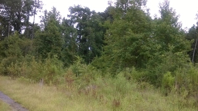 0 0 David Skinner Rd., Rembert, SC 29128