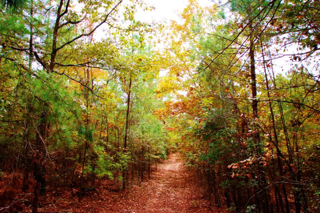 23 ac Upper Pond Road, Wagener, SC 29164