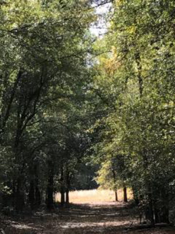 Tract D Four Oaks Road, Wagener, SC 29164