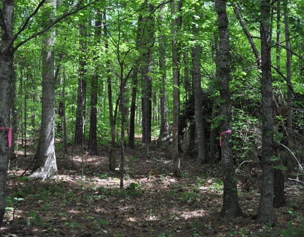 Lot 7 Flamingo Pt, Cross Hill, SC 29332