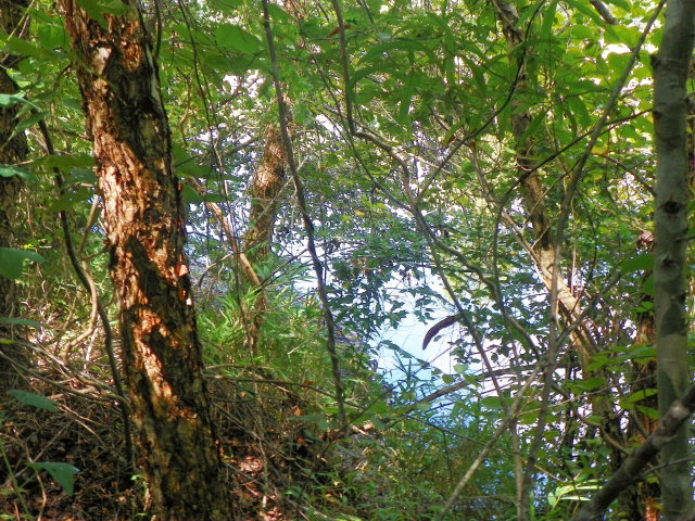 Lot 85 RidgewoodDrive, Waterloo, SC 29384