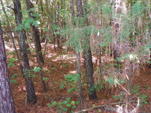 Lot 85 RidgewoodDrive, Waterloo, SC 29384