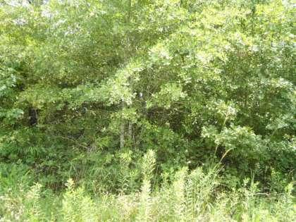 0 Carson Hill Lane, Huger, SC 29450