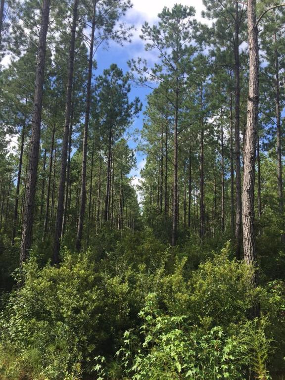 9-E Bootsie Way, McClellanville, SC 29458