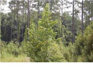 49 Briar Bend Court, Ridgeville, SC 29472
