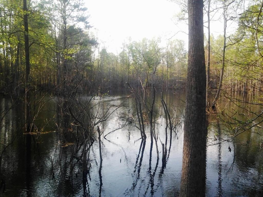 0 Ritter Road, Walterboro, SC 29488