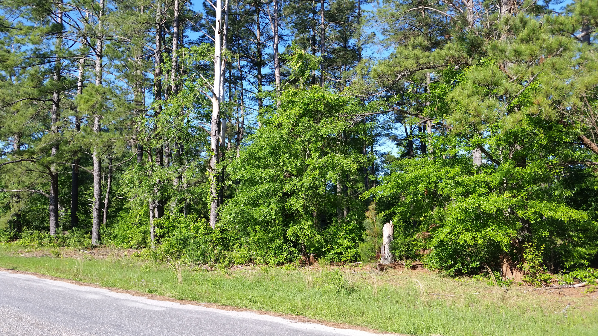 Lot 3 Woodrow Lane, Loris, SC 29569