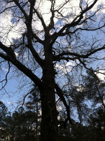 0001 Off Good Springs Road, Aiken, SC 29803