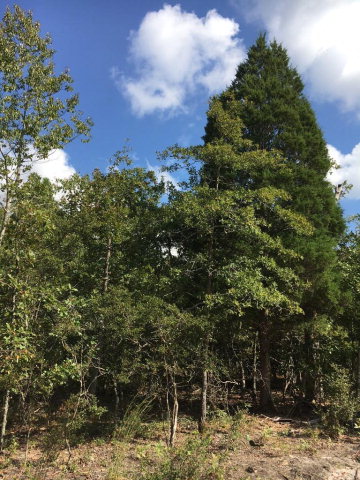 00 Joyner Pond Road, Aiken, SC 29805