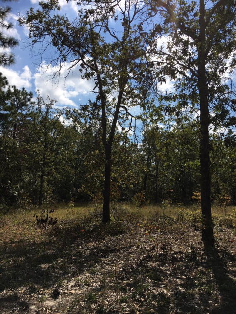 00 Joyner Pond Road, Aiken, SC 29805